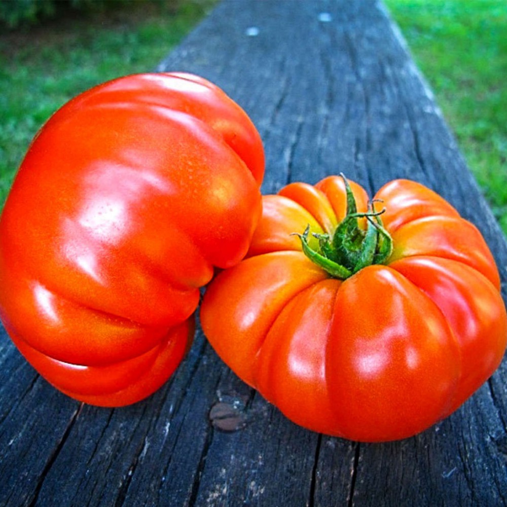 بذر گوجه فرنگی مارماندی بذر گوجه فرنگی مارماندی