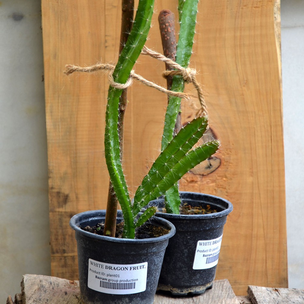 نهال میوه اژدها یا دراگونفروت نهال میوه اژدها یا دراگونفروت