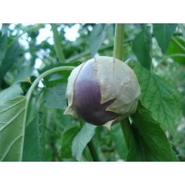 بذر فیسالیس بنفش