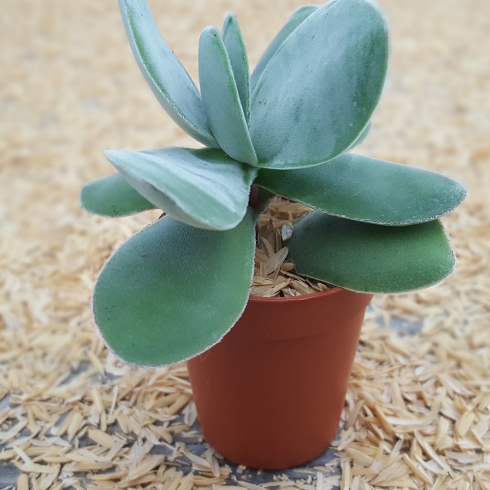 بذر کراسولا اوبوالاتا بذر کراسولا اوبوالاتا