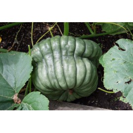 بذر کدو تنبل کوینزلند آبی