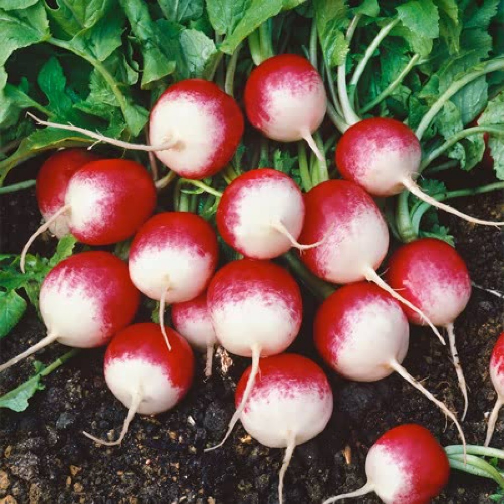 بذر تربچه اسپارکلر بذر تربچه اسپارکلر