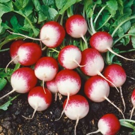 بذر تربچه اسپارکلر