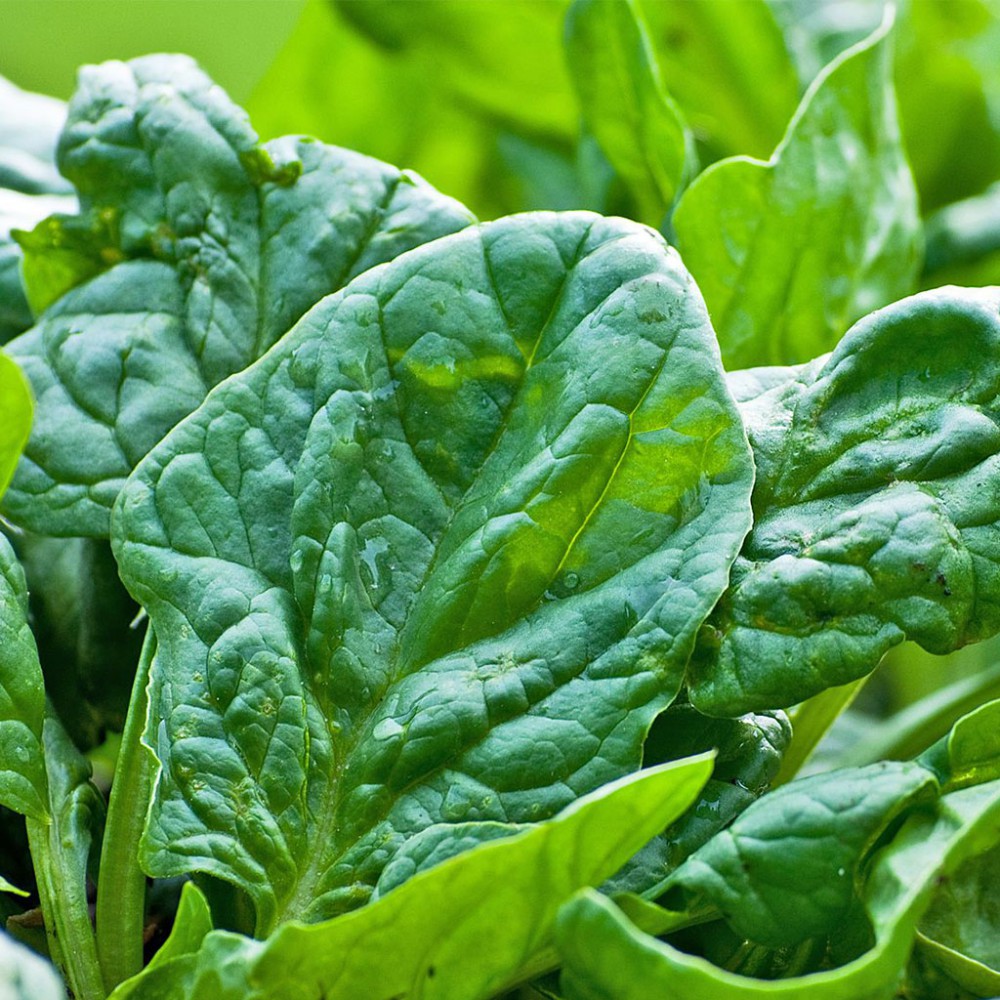 بذر اسفناج هیبرید بذر اسفناج هیبرید