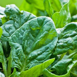 بذر اسفناج هیبرید