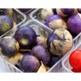 بذر فیسالیس بنفش