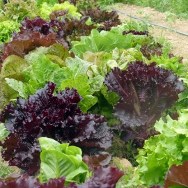 بذر کاهوهای میکس رنگی