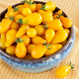 بذر گوجه فرنگی گلابی زرد
