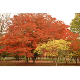 بذر درخت آزاد