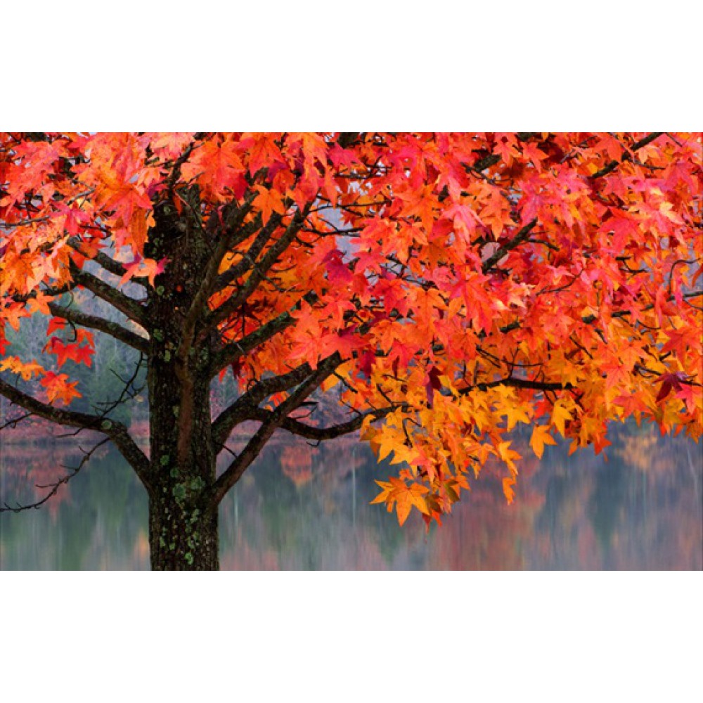 بذر درخت عنبر سائل بذر درخت عنبر سائل