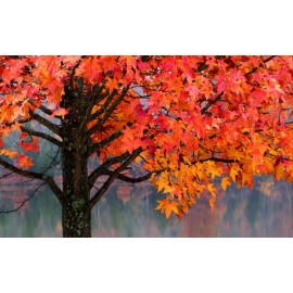 بذر درخت عنبر سائل