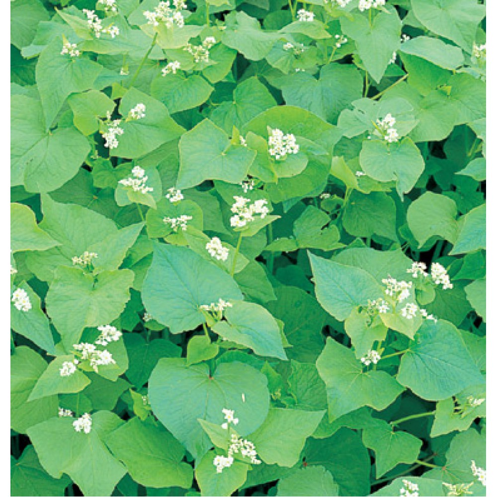 بذر گندم سیاه بذر گندم سیاه