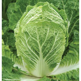 بذر کاهو چینی بیلکو F1