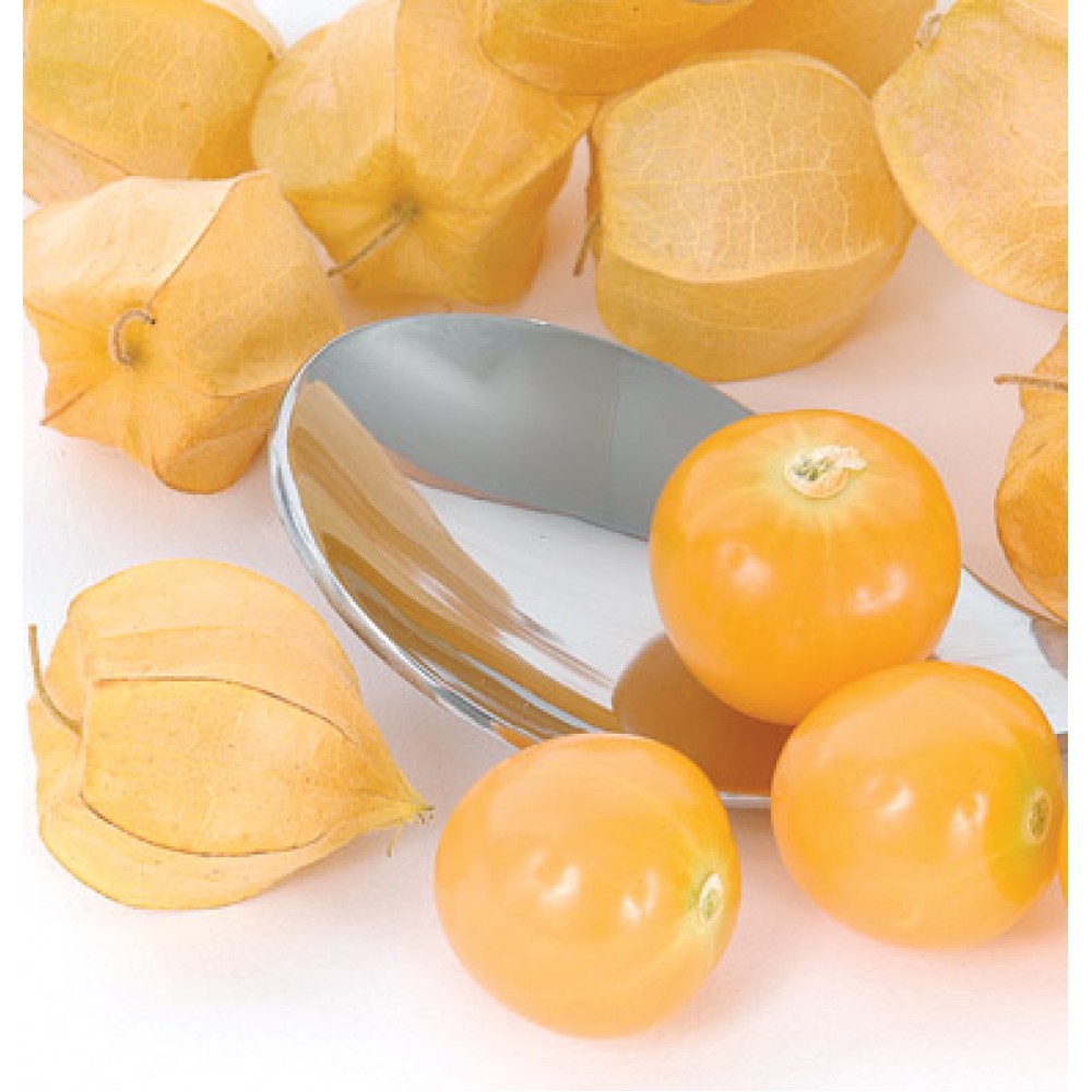 بذر فیسالیس زرد Goldie ارگانیک بذر فیسالیس زرد Goldie ارگانیک