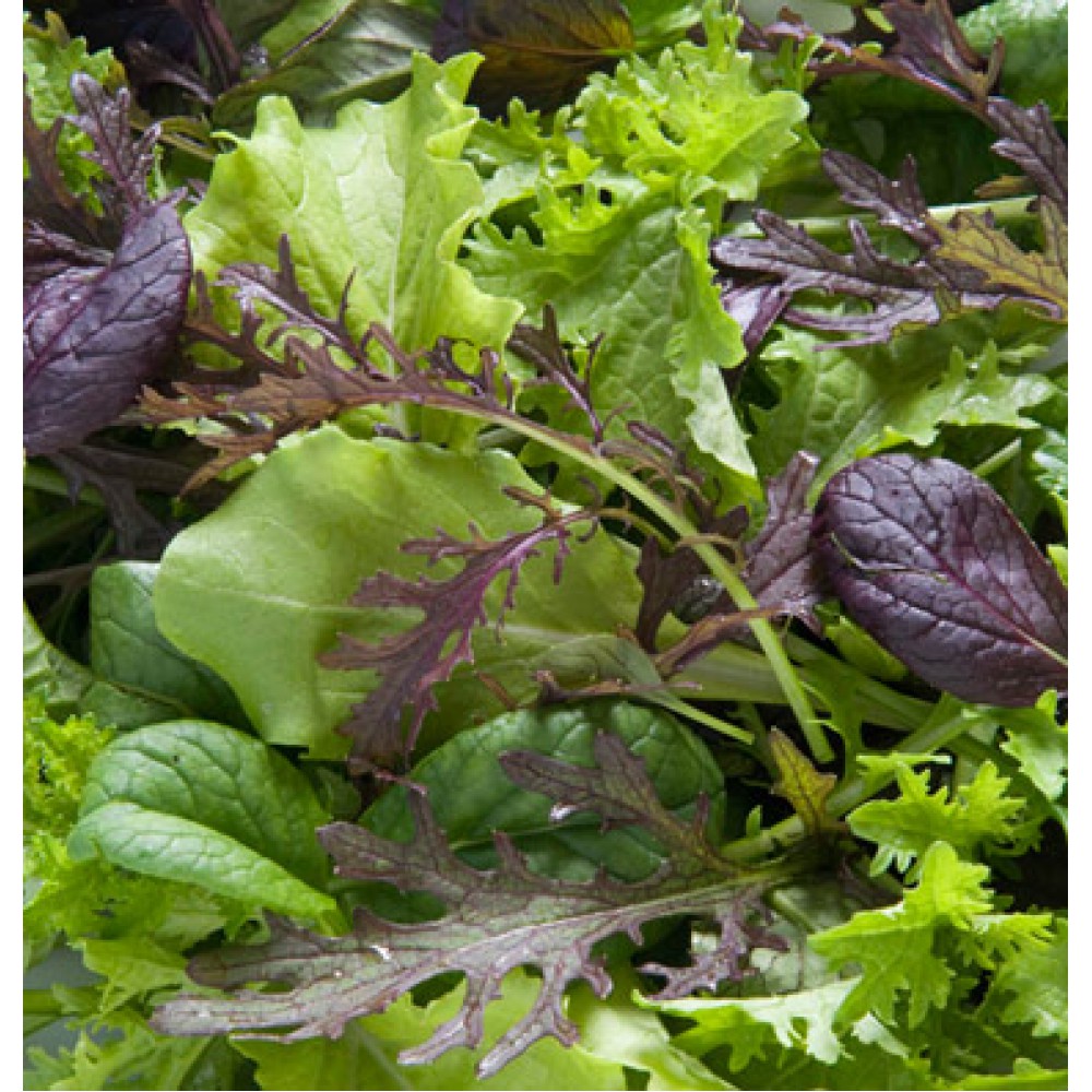 بذر سبزی های مخلوط اعلاء بذر سبزی های مخلوط اعلاء