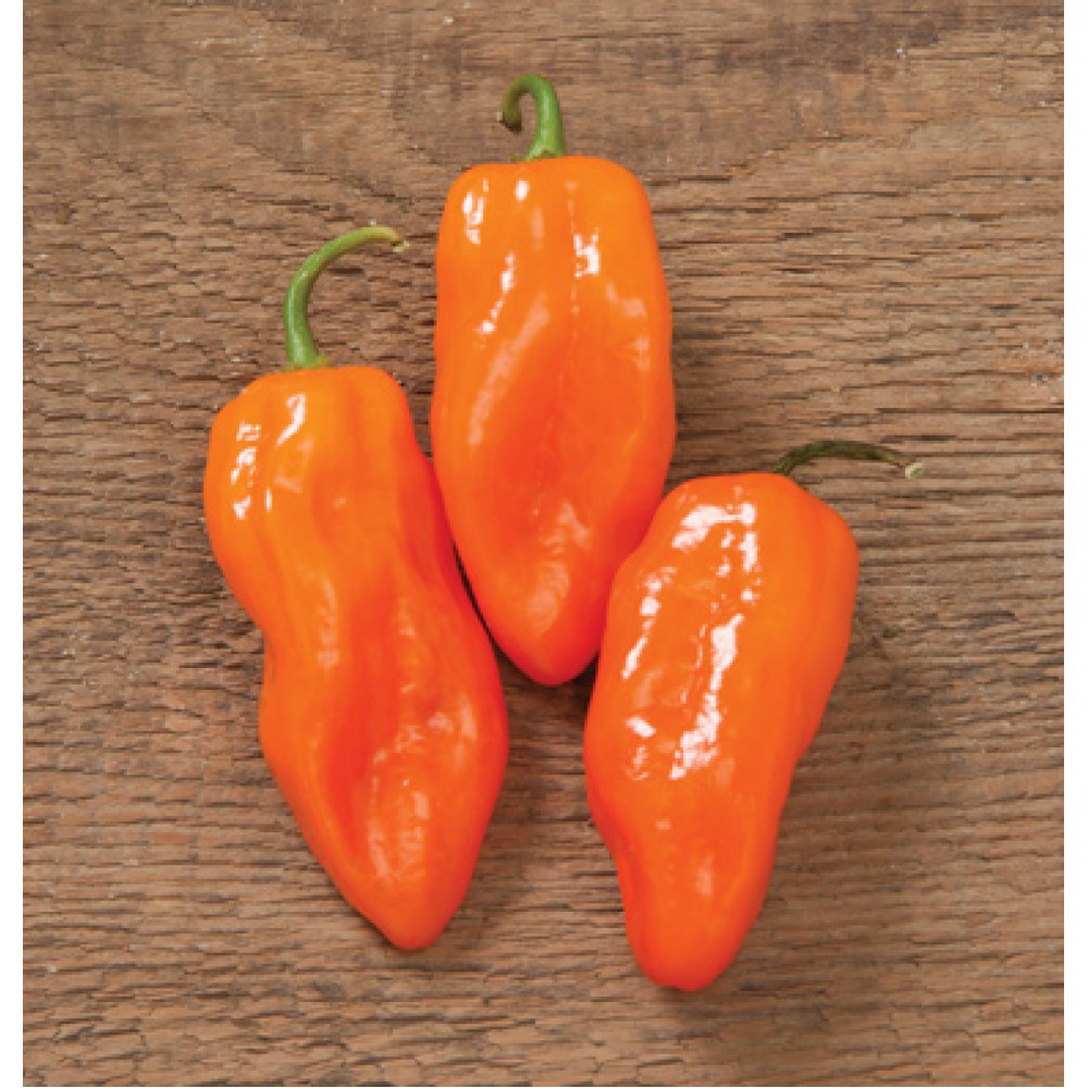 بذر فلفل هلیوس F1 بذر فلفل هلیوس F1