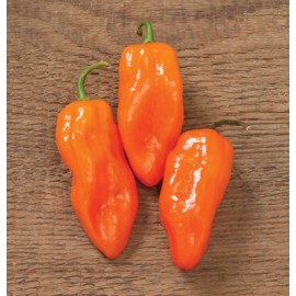 بذر فلفل هلیوس F1