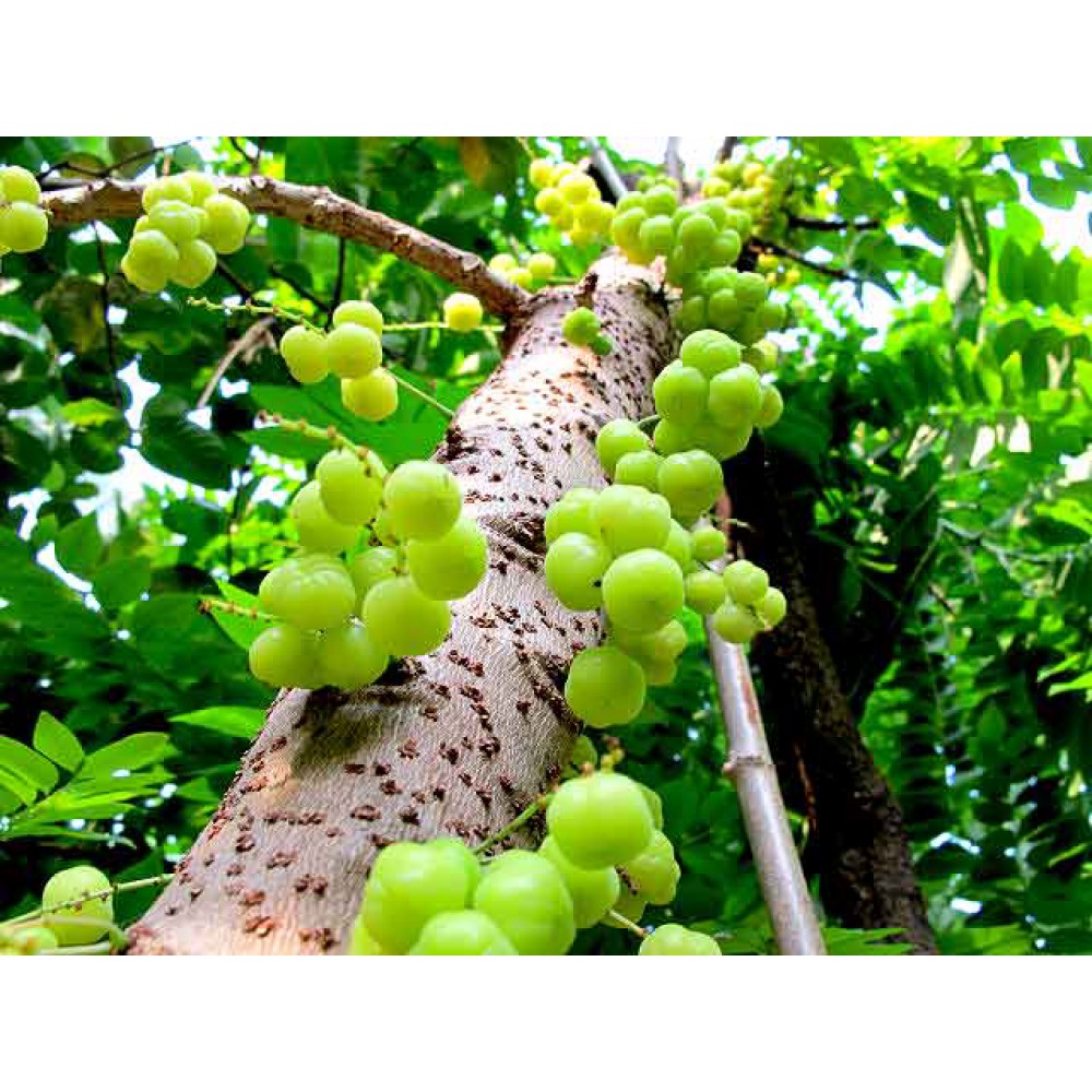 بذر درخت انگور فرنگی ستاره ای یا جابوتیکا سبز