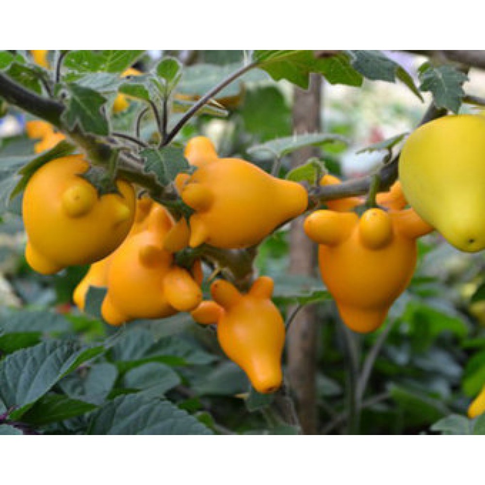 بذر میوه پستانکی بذر میوه پستانکی