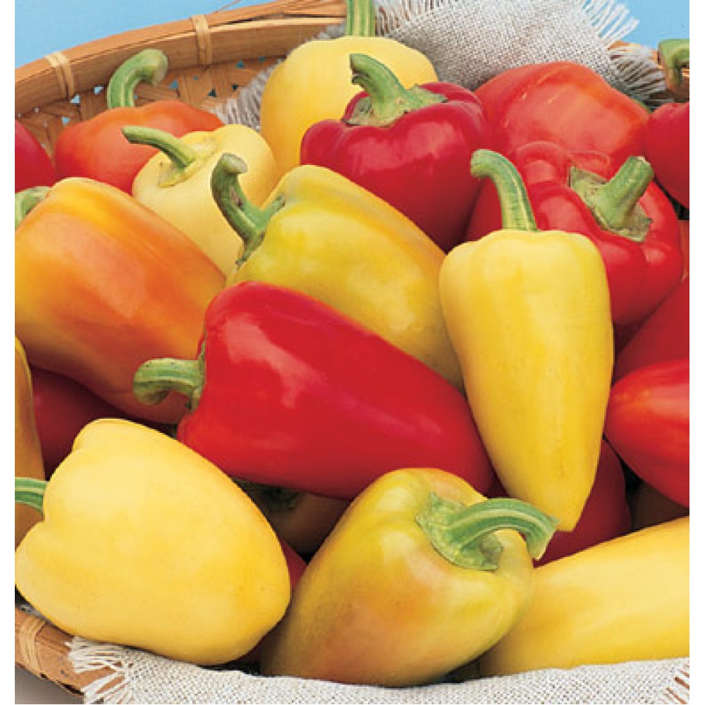 بذر فلفل رومانیایی Antohi بذر فلفل رومانیایی Antohi