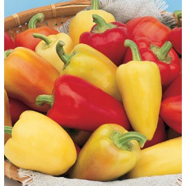 بذر فلفل رومانیایی Antohi