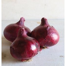 بذر پیاز کوچ قرمز F1