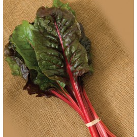 بذر برگ چغندر یاقوت سرخ-ریواس