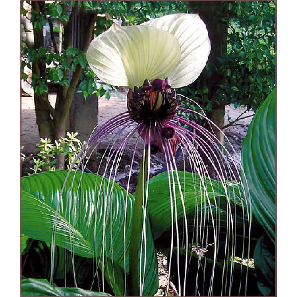 بذر گل خفاش سفید بذر گل خفاش سفید