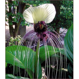 بذر گل خفاش سفید