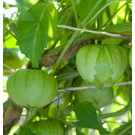 بذر توماتیلو توماورد بذر توماتیلو توماورد