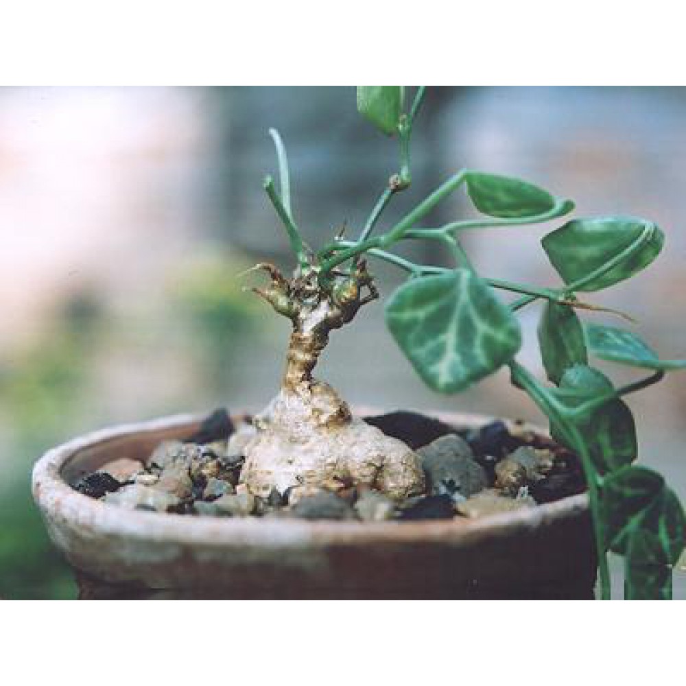 بذر پیچ بال خفاش