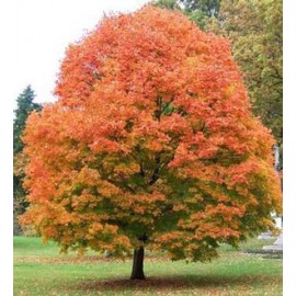 بذر افرا قندی