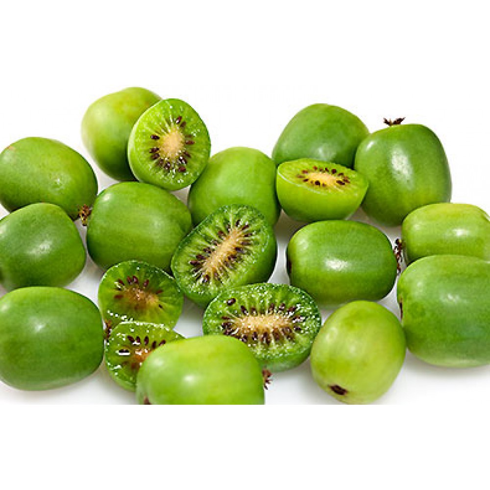 بذر کیوی هاردی بذر کیوی هاردی