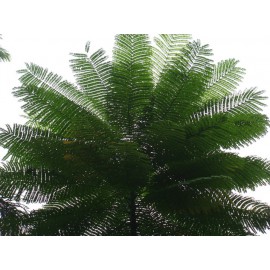 بذر درخت آتش برزیلی