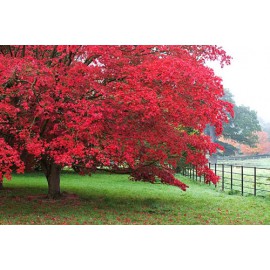 بذر افرا سرخ بذر افرا سرخ