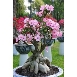 بذر گل آدنیوم صورتی