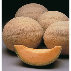 بذر طالبی آتنا (F1)