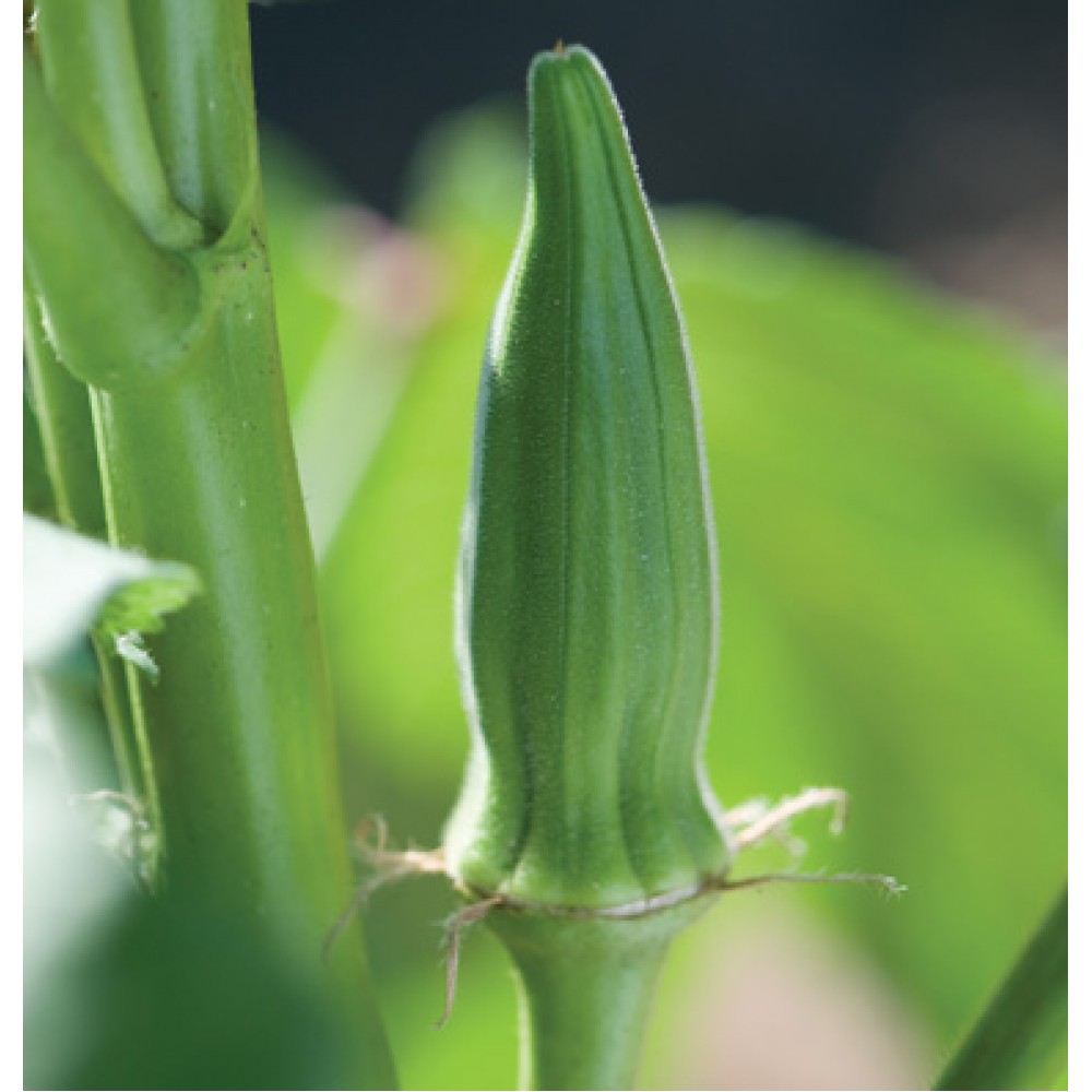 بذر بامیه کلمسون ارگانیک