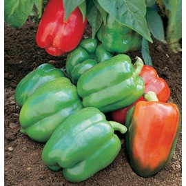 بذر فلفل دلمه ای یانکی بذر فلفل دلمه ای یانکی