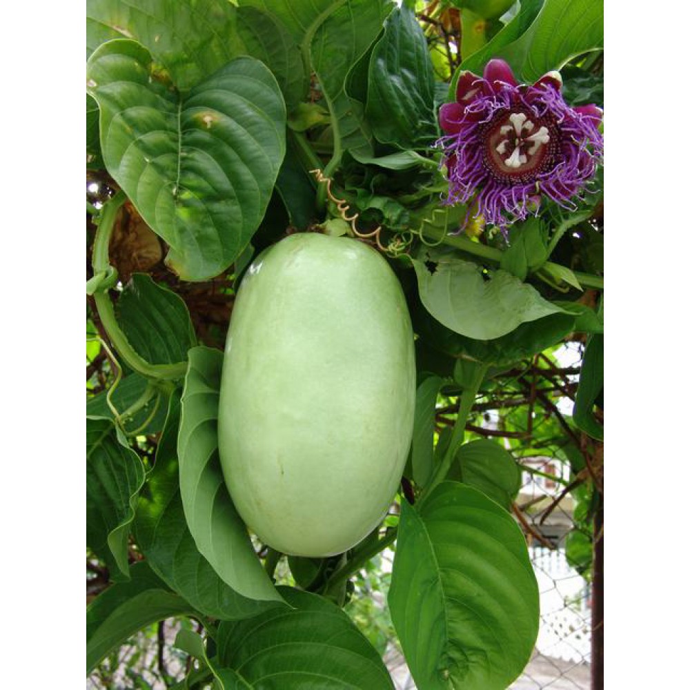 بذر پشن فروت کادرانگولاریس غول پیکر