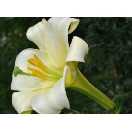 بذر لیلیوم wallichianum بذر لیلیوم wallichianum