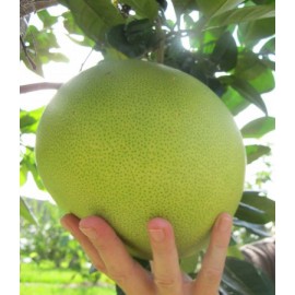 بذر درخت پوملو بذر درخت پوملو