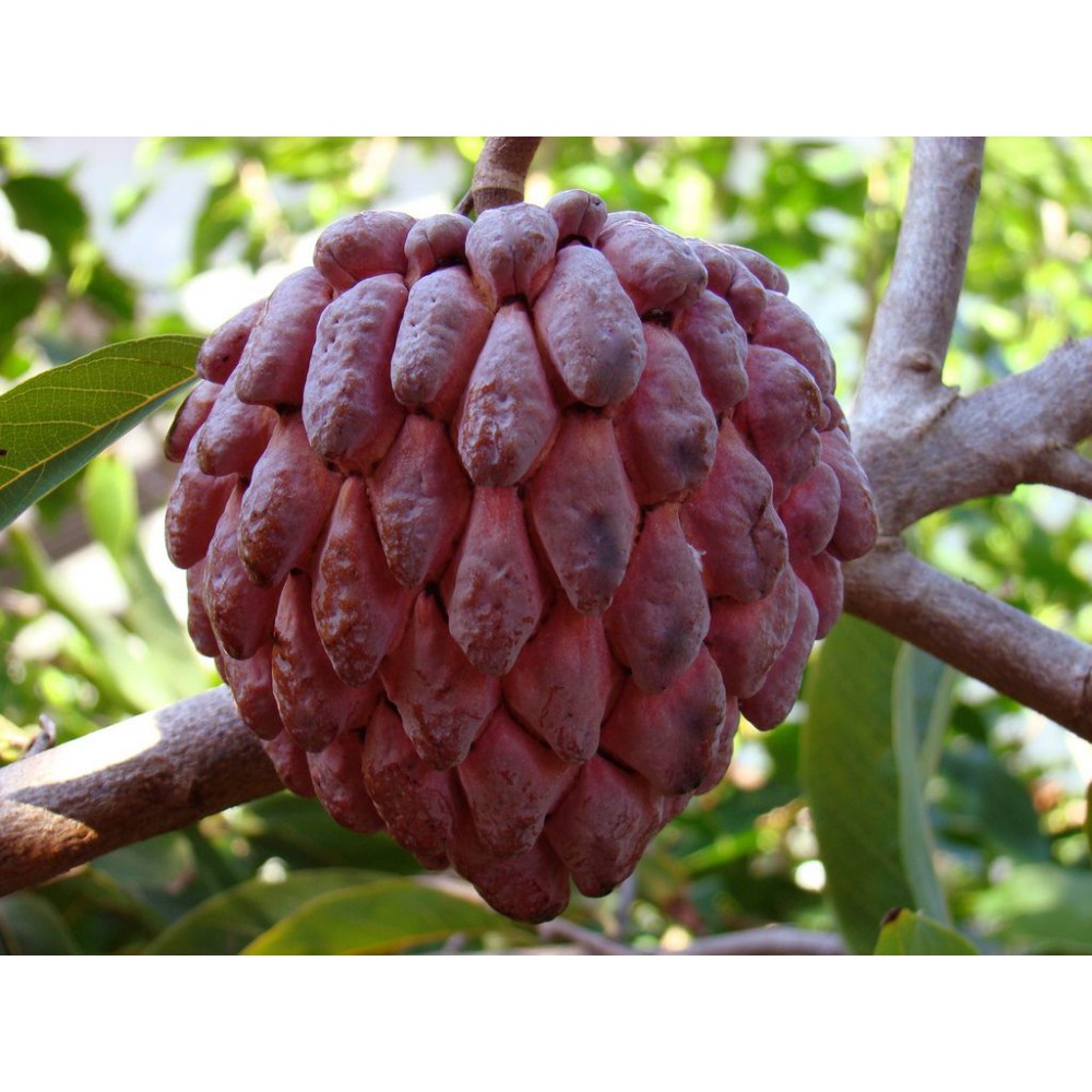 بذر شوگر اپل قرمز بذر شوگر اپل قرمز