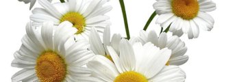 بذر بابونه آلمانی