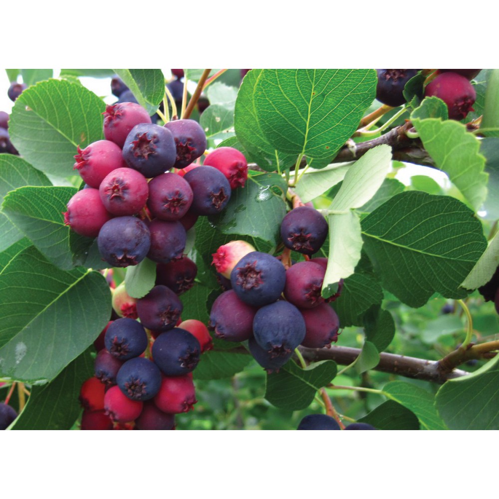 بذر میوه جون بری