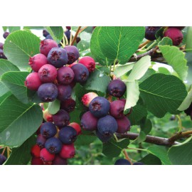 بذر میوه جون بری