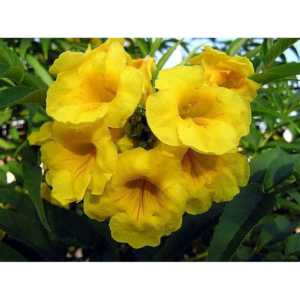 بذر گل شیپور طلایی تکوما بذر گل شیپور طلایی تکوما