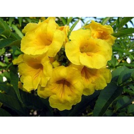 بذر گل شیپور طلایی تکوما