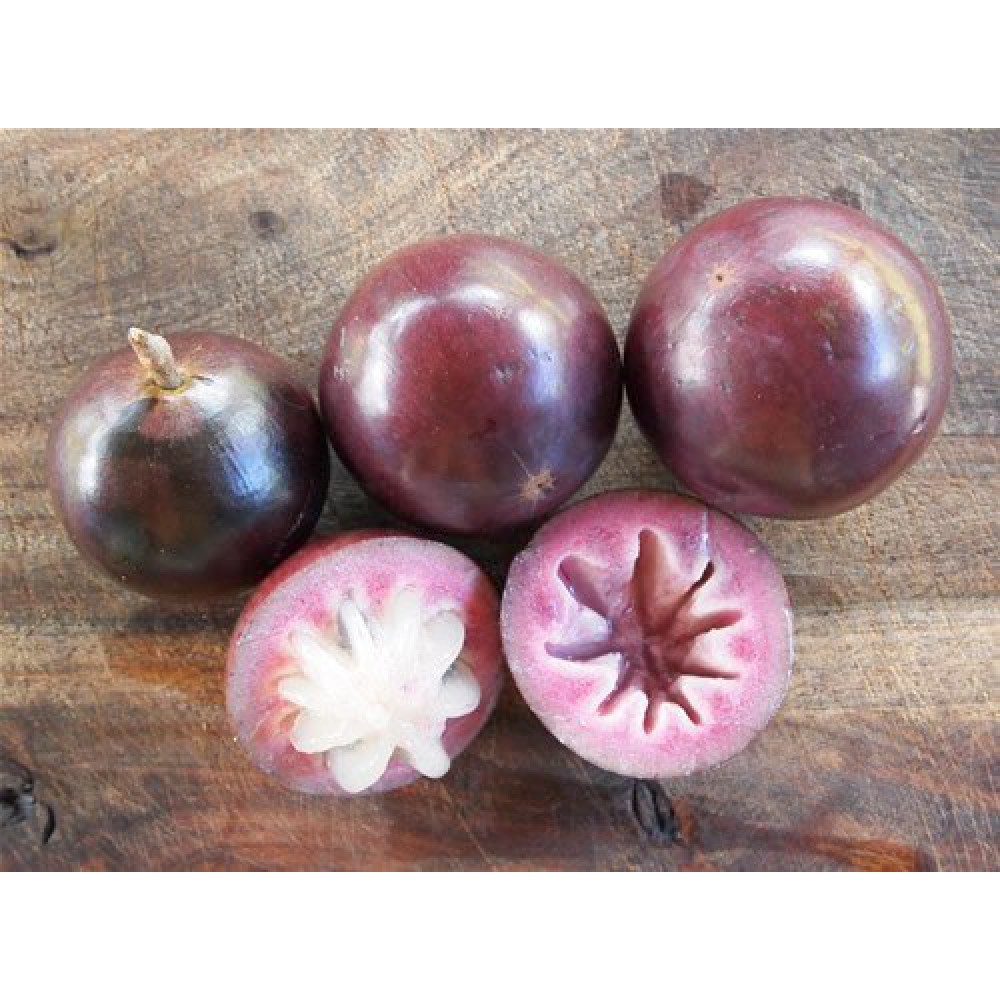 بذر درخت سیب ستاره ای بذر درخت سیب ستاره ای