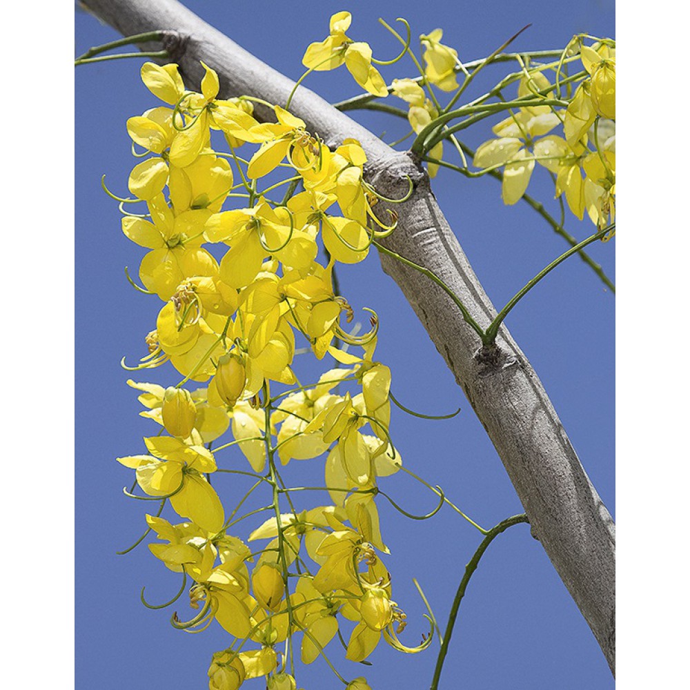 بذر درخت کاسیا جوانیکا طلایی